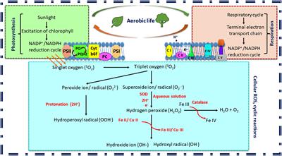 Unveiling the role of epigenetic mechanisms and redox signaling in alleviating multiple abiotic stress in plants